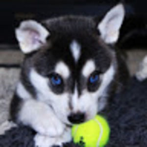 Meet your Posher, Ella